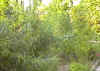 Hanf1.JPG (84891 Byte)