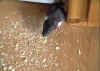 Rat2.JPG (51417 Byte)