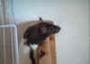 Rat4.JPG (27558 Byte)